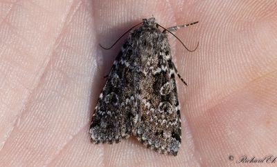 Baltiskt skogsfly (Xestia baltica)