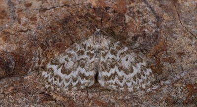 Tajgafältmätare (Heterothera serraria)