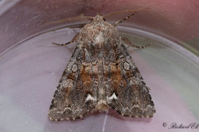 Ärtfly - Broom Moth (Ceramica pisi)
