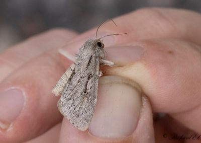 Fjllskogsfly (Xestia gelida)