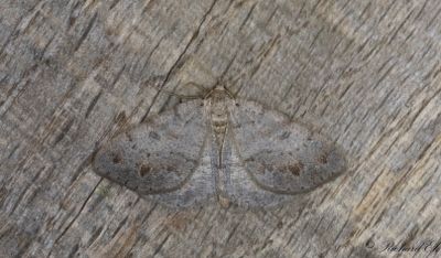 Nordisk buskmätare - Eversmann's Peacock (Macaria loricaria)