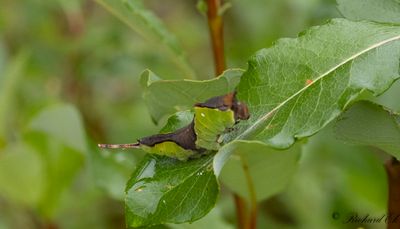 Större gaffelsvans - Puss moth (Cerura vinula)