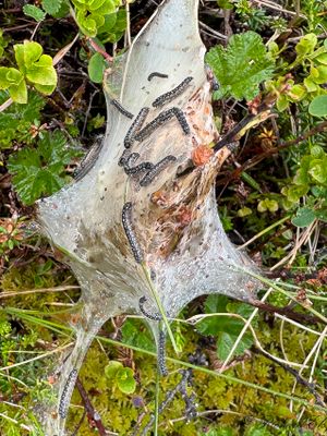 Dvärgbjörksspinnare (Eriogaster arbusculae)