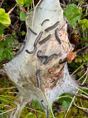 Dvärgbjörksspinnare (Eriogaster arbusculae)