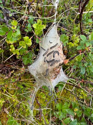Dvärgbjörksspinnare (Eriogaster arbusculae)