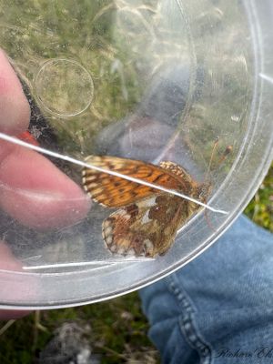 Fjllprlemorfjril - Mountain Fritillary (Boloria napaea)