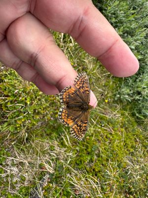 Fjllprlemorfjril - Mountain Fritillary (Boloria napaea)