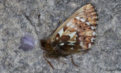 Arktisk prlemorfjril - Arctic Fritillary (Boloria chariclea)