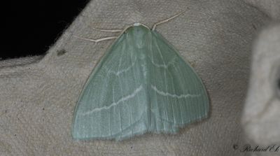 Smaragdgrn lundmtare - Small Emerald (Hemistola chrysoprasaria)