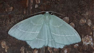 Smaragdgrön lundmätare - Small Emerald (Hemistola chrysoprasaria)