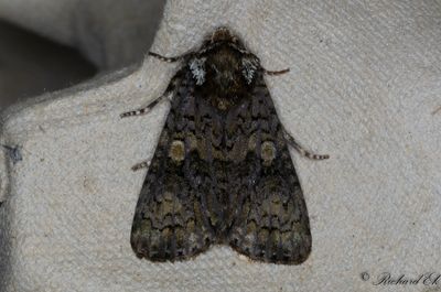 Ligusterfly - The Coronet (Craniophora ligustri)