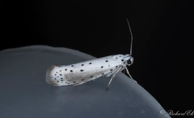 Pilspinnmal (Yponomeuta rorrellus)