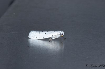 Benvedsspinnmal (Yponomeuta cagnagellus)