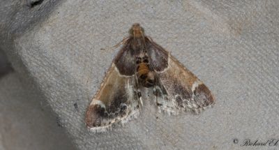 Farinmjlmott (Pyralis farinalis)