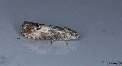 Ekollonsolvecklare - Chestnut leafroller (Pammene fasciana)