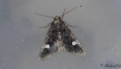 Vitflckigt lundfly - Dot Moth (Melanchra persicariae)