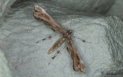 Pestskråpsfjädermott (Buszkoiana capnodactyla)