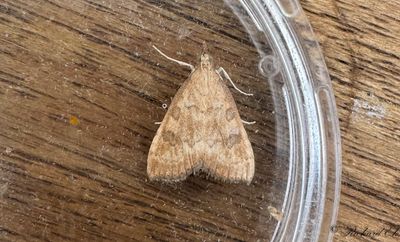 Brunt ängsmott (Udea fulvalis)