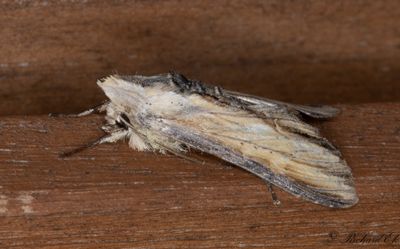 Grgult kapuschongfly - Striped Lychnis (Cucullia lychnitis)