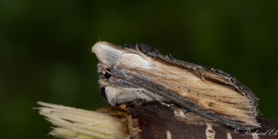 Grågult kapuschongfly - Striped Lychnis (Cucullia lychnitis)