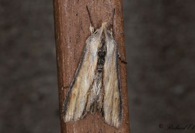 Grgult kapuschongfly - Striped Lychnis (Cucullia lychnitis)