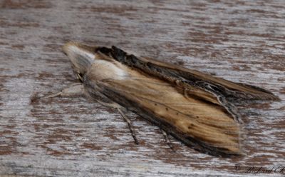 Grgult kapuschongfly - Striped Lychnis (Cucullia lychnitis)