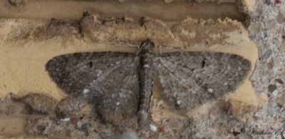 Björnflokemalmätare - White-spotted Pug (Eupithecia tripunctaria)