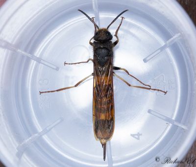 Steklar (Hymenoptera)