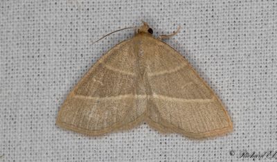 Palpfly - Olive Crescent (Trisateles emortualis)