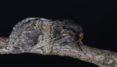 Poppeltandvinge - Three-humped Prominent (Notodonta tritophus)