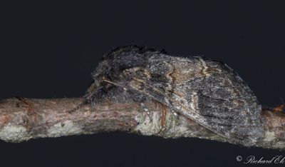 Poppeltandvinge - Three-humped Prominent (Notodonta tritophus)