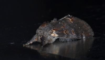 Bjrktandvinge - Iron Prominent (Notodonta dromedarius) 