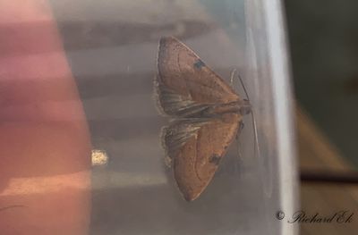 Wedgling Moth (Galgula partita)