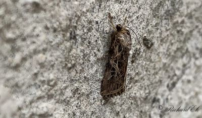 Mindre bomullsfly - Cotton leafworm (Spodoptera littoralis)