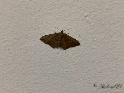 Vandringsfltmtare - The Gem (Orthonama obstipata)
