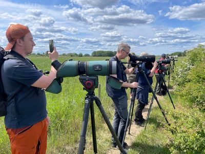 Purple heron - twitchers