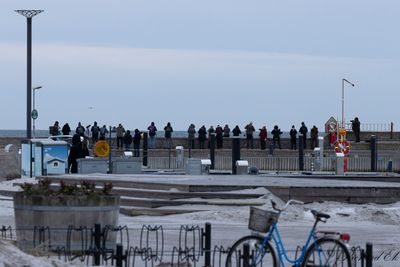 Steller's Eider - twitchers