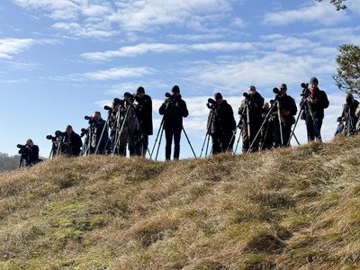 Baikal teal - twitchers