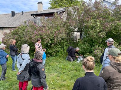 Naturbutiken ljusflla