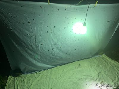 Moth Collecting Sheet with a 125w Mercury Vapour Bulb
