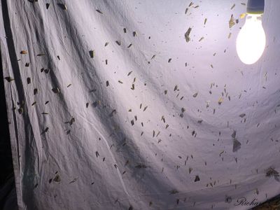 Moth Collecting Sheet with a 125w Mercury Vapour Bulb