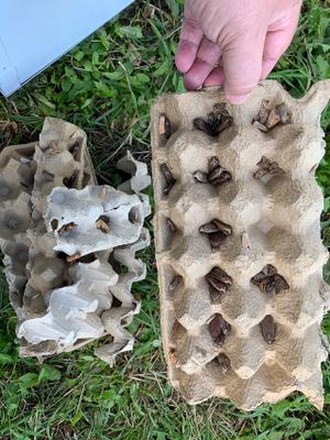Good night in a Heath Moth Trap
