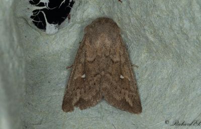 Vitpunktsgrsfly - White-point (Mythimna albipuncta)