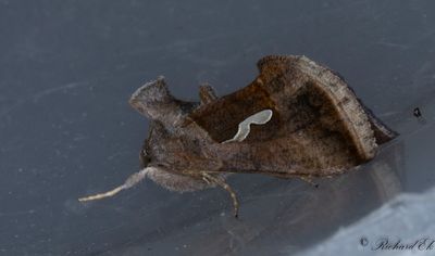 Droppmetallfly - Dewick's Plusia (Macdunnoughia confusa)