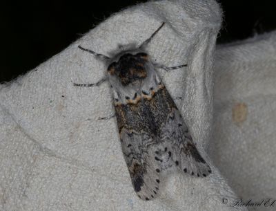 Gr gaffelsvans - Sallow Kitten (Furcula furcula)