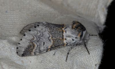 Grå gaffelsvans - Sallow Kitten (Furcula furcula)