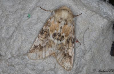  Ockragult ngsfly - Dusky Sallow (Eremobia ochroleuca)