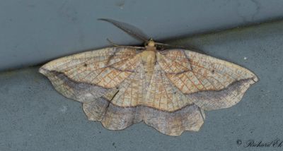 Snedbandad spetsmtare - Bordered Beauty (Epione repandaria)