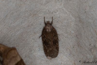 Hundkexplattmal (Depressaria sordidatella)