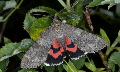 Vinkelbandat Ordensfly - Red Underwing (Catocala nupta)